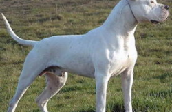 杜高犬打架,揭秘猛犬的战斗本能与驯养挑战