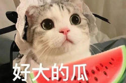 娱乐吃瓜小猫咪小说,吃瓜小猫咪的星际冒险之旅