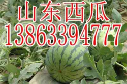 娱乐吃瓜酱重庆山东,揭秘重庆与山东的美食文化碰撞