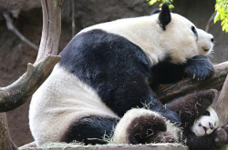 娱乐吃瓜酱熊猫生气,揭秘娱乐圈吃瓜酱背后的真相！