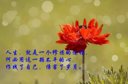 哲理句子 人生感悟,哲理句子的智慧人生感悟